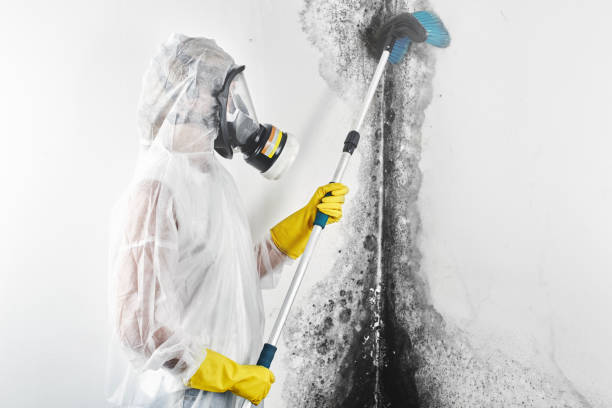 Best Environmental Consulting for Mold Prevention  in Hartford, IL