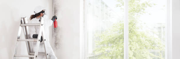 Best Industrial Mold Remediation  in Hartford, IL